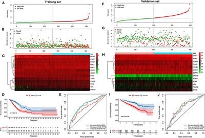 DNA Repair-Based Gene Expression Signature and Distinct Molecular Subtypes for Prediction of Clinical Outcomes in Lung Adenocarcinoma